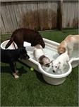 daycare pic 74 - pool time